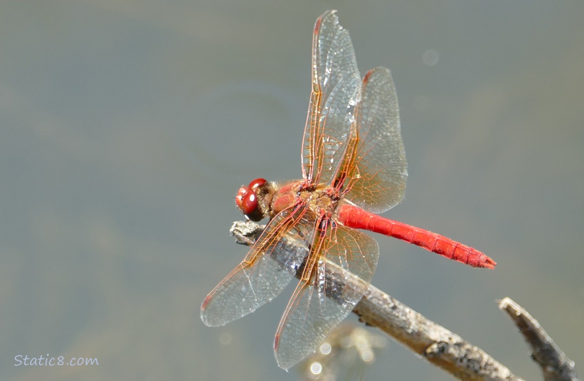 Bright red dragonfly standing on a twig
