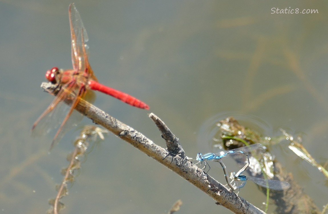 dragonfly and damselflies