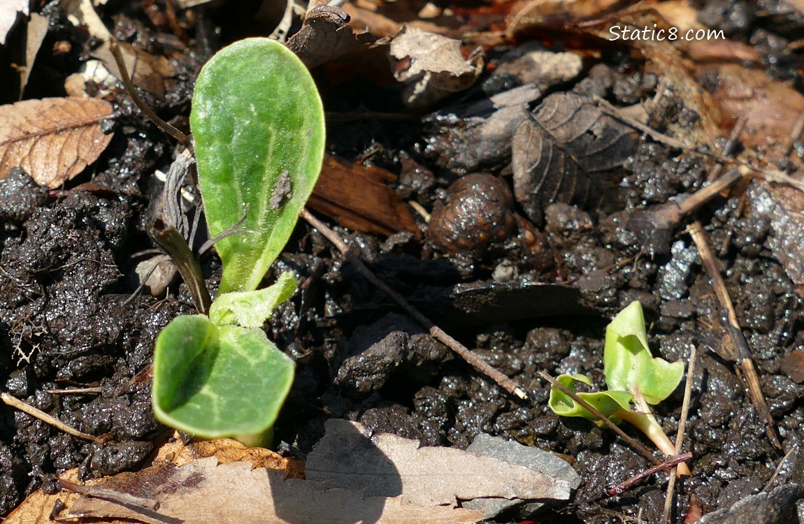 Squash seedling growing in the ground