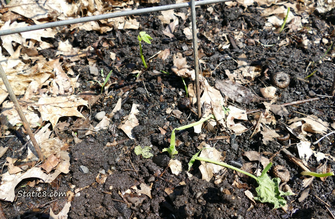 Dead squash and a bean seedling