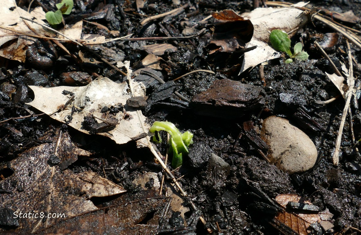 Germinating cucumber seedling