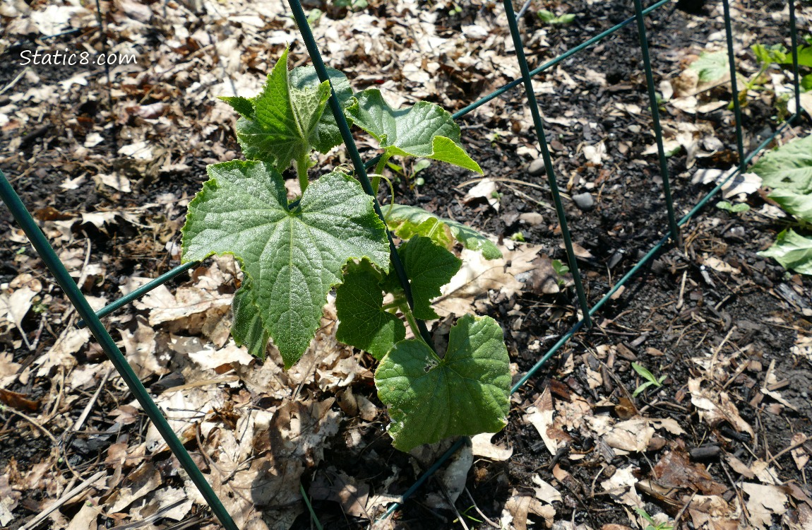 Cucumber plant under a wire trellis