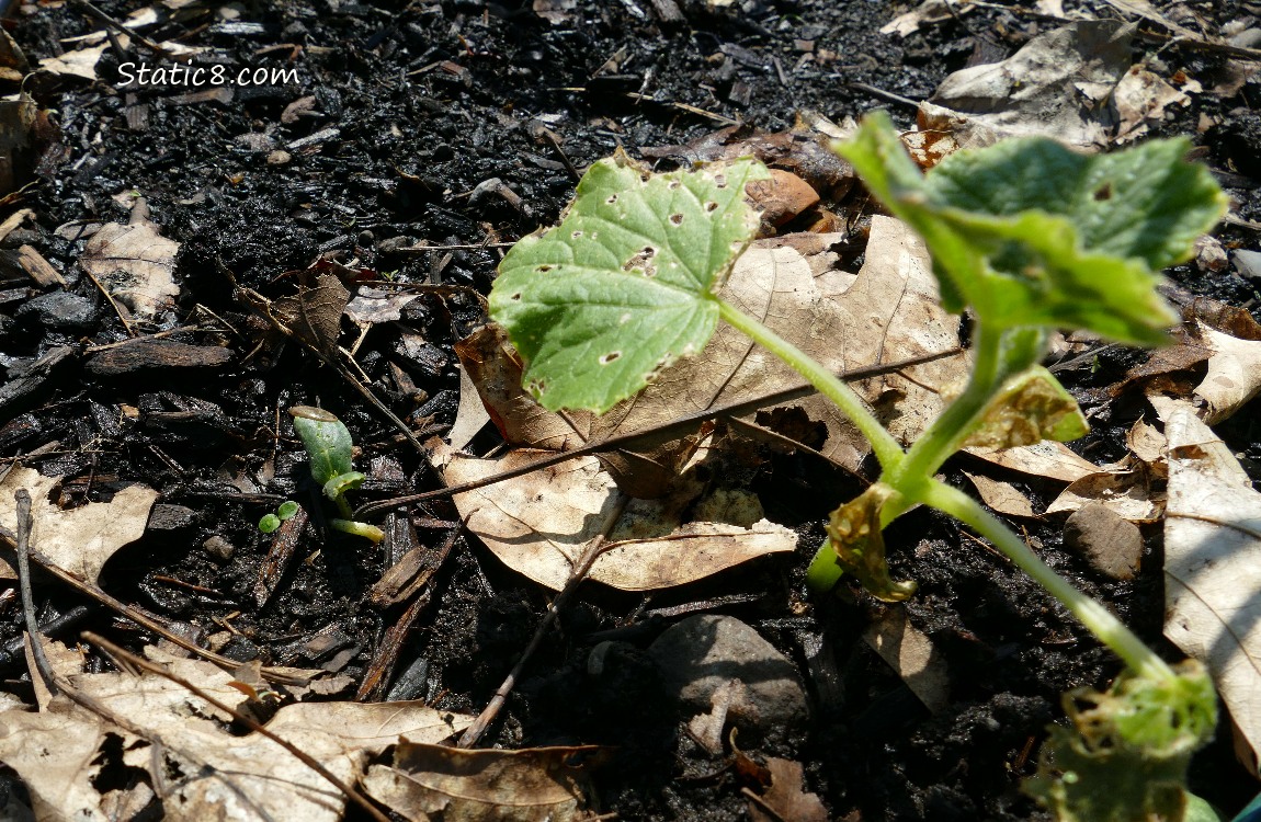 Cucumber plant and seedling