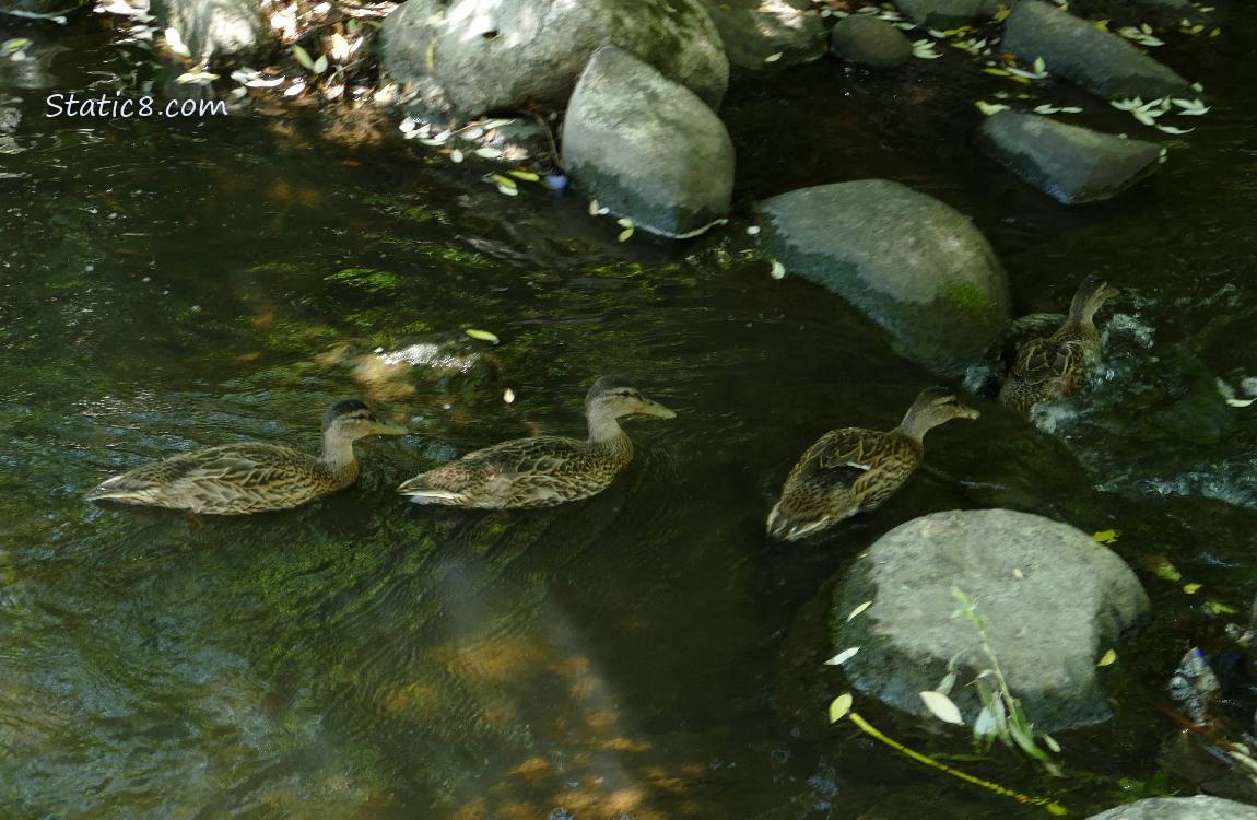 Four Mallard Ducklings paddling on the water