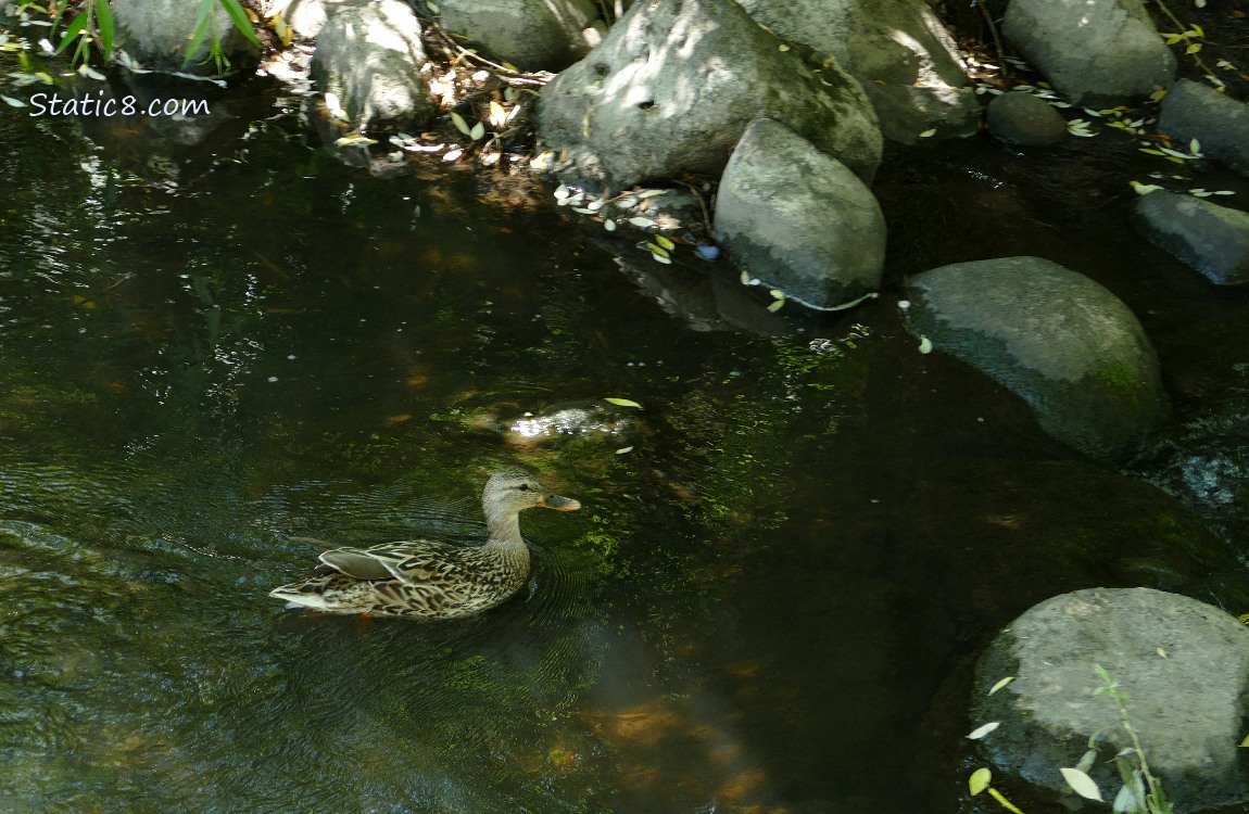 Mama Mallard paddling on the creek