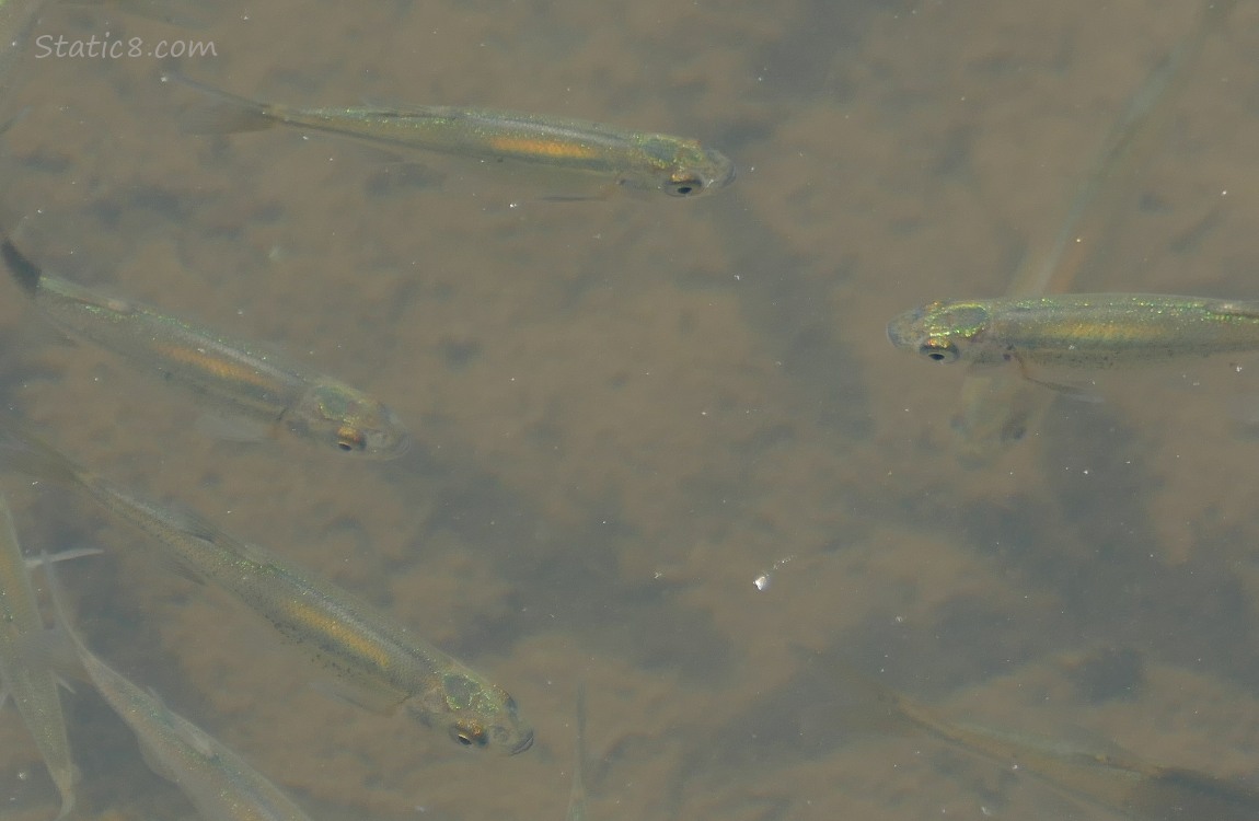 Minnows swimming in the water