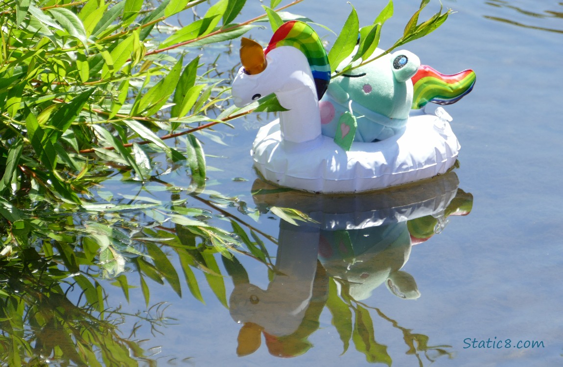 Pool float unicorn and frog