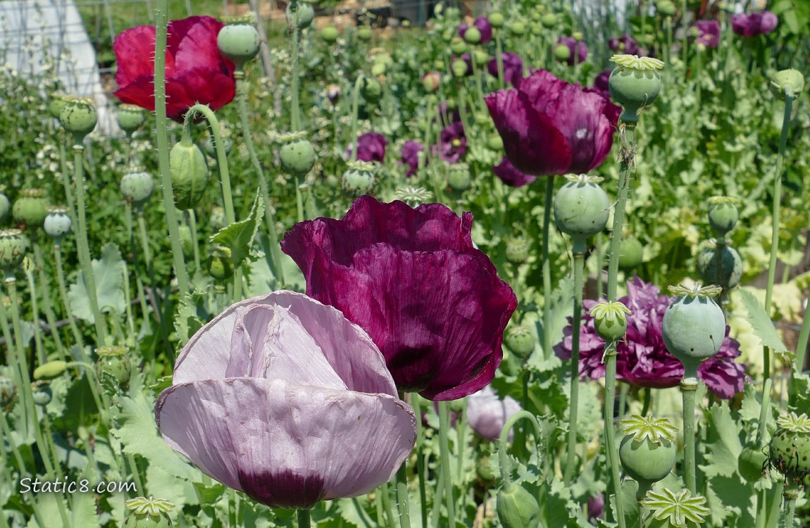 Breadseed Poppy blooms