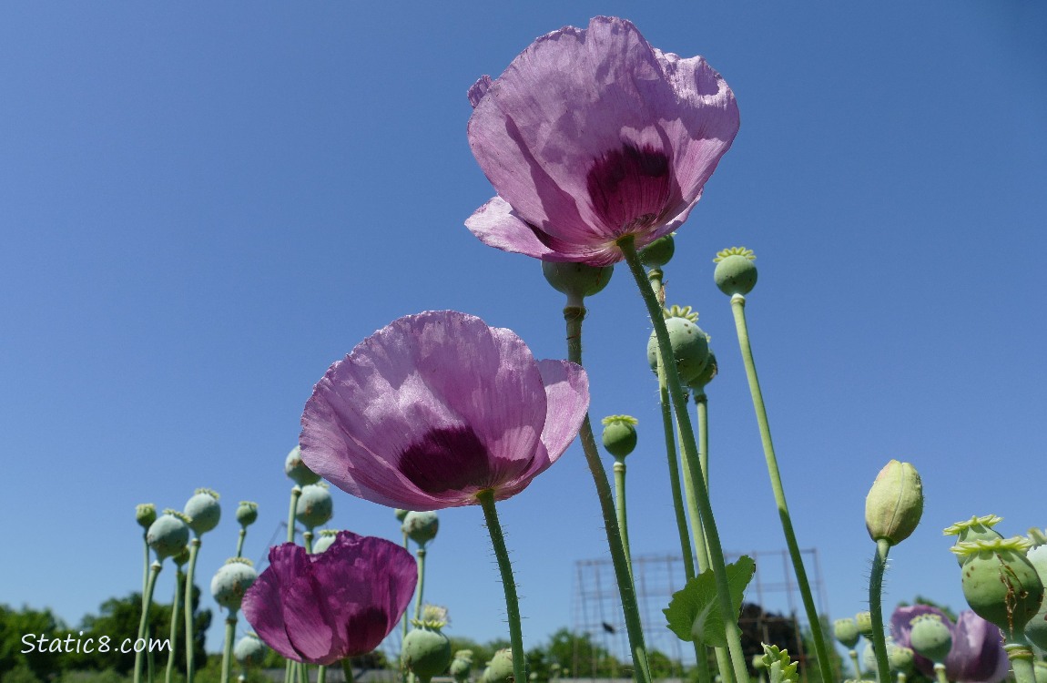 Light purple Breadseed Poppy blooms against the blue sky