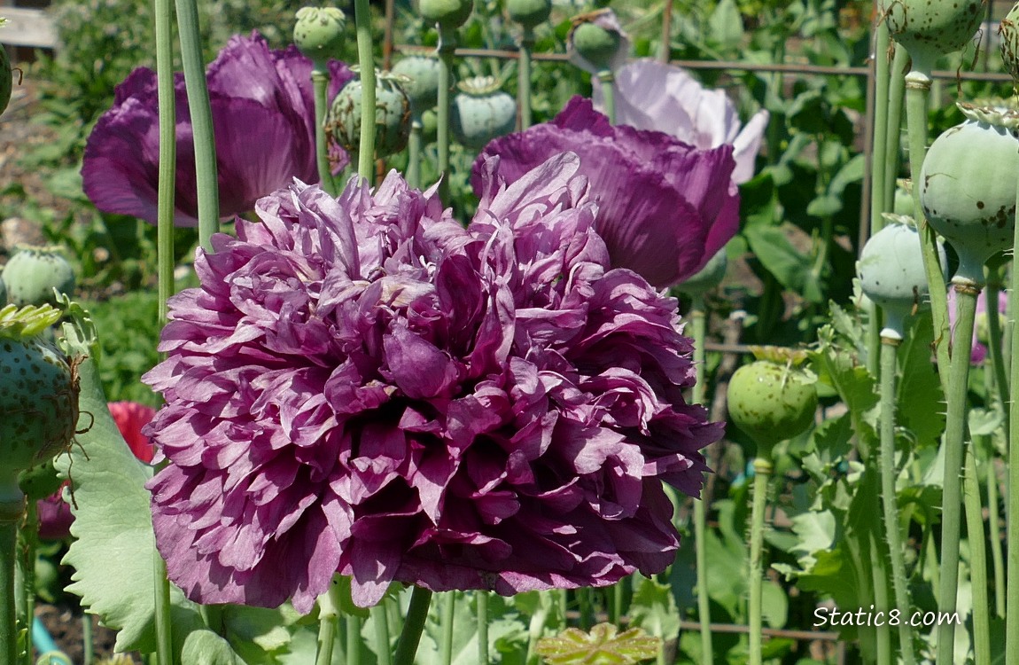 Double Petal purple Breadseed Poppy bloom