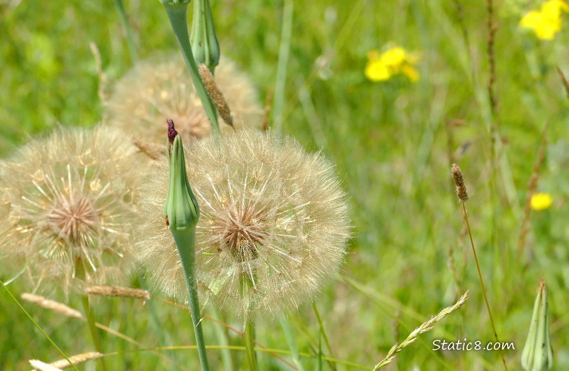 Salsify seed heads in the grass