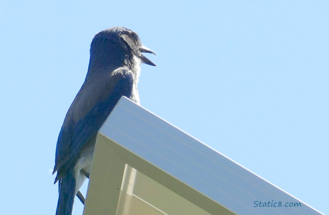 Scrub Jay standing on a solar panel