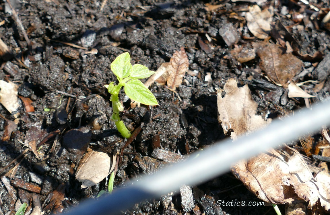 bean seedling