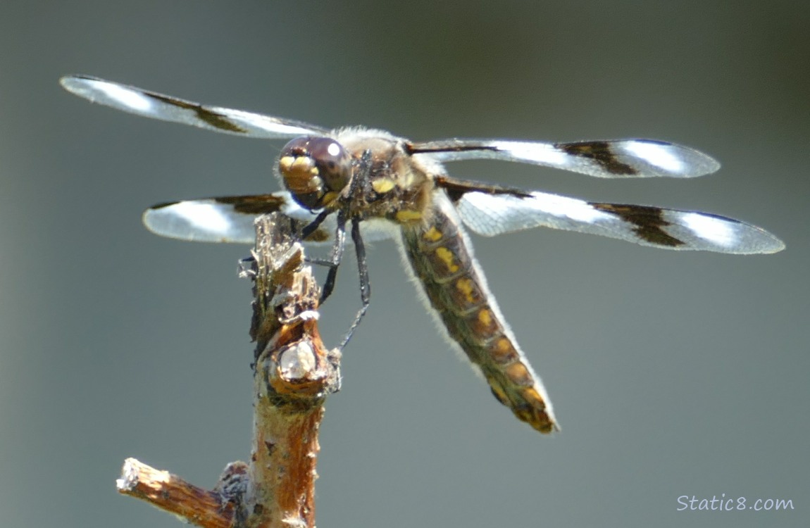 Eight Spot Skimmer dragonfly