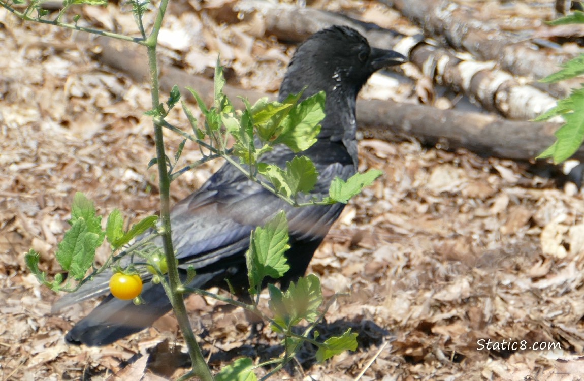 Crow walking past a tomato plant