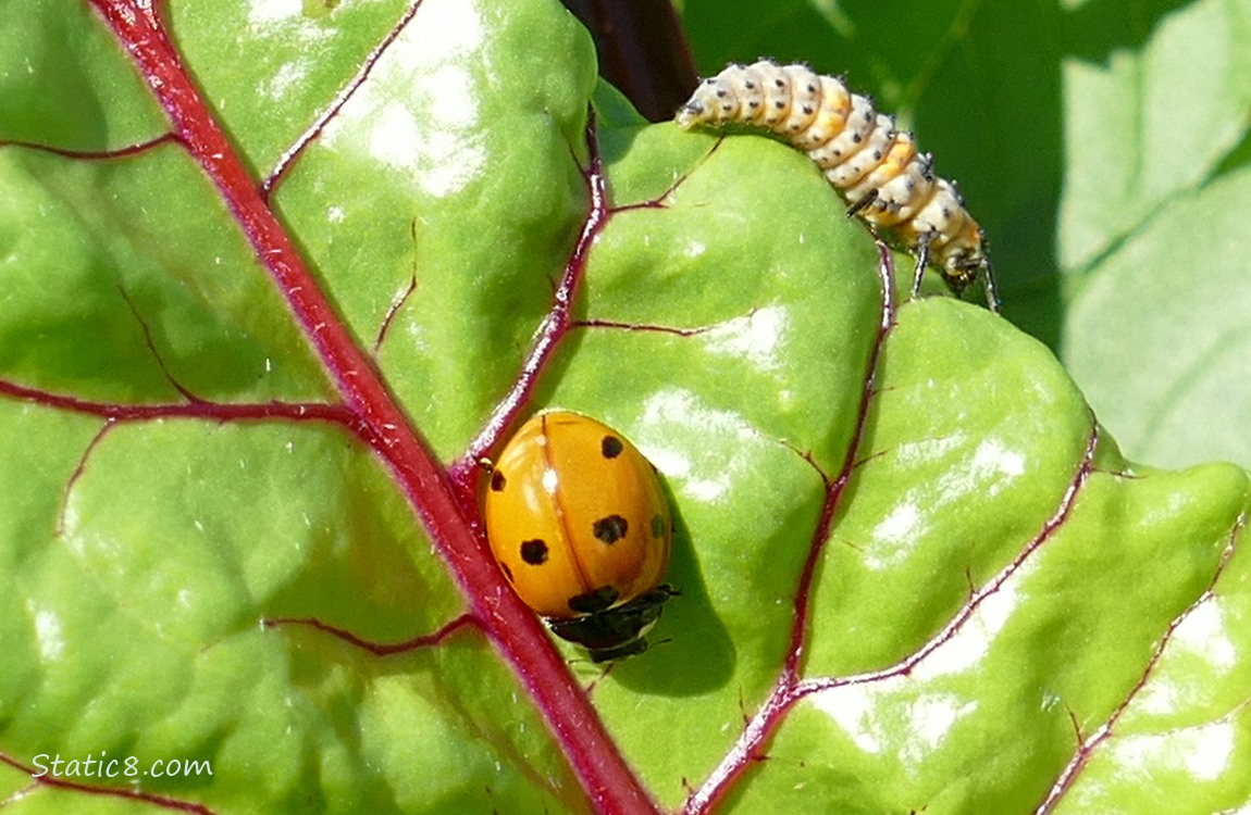 Seven Spot Ladybuy and a ladybug larvae on a beet leaf
