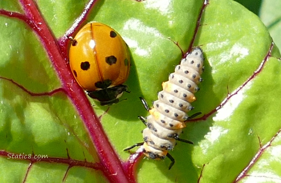 Ladybug and a ladybug larvae on a beet leaf