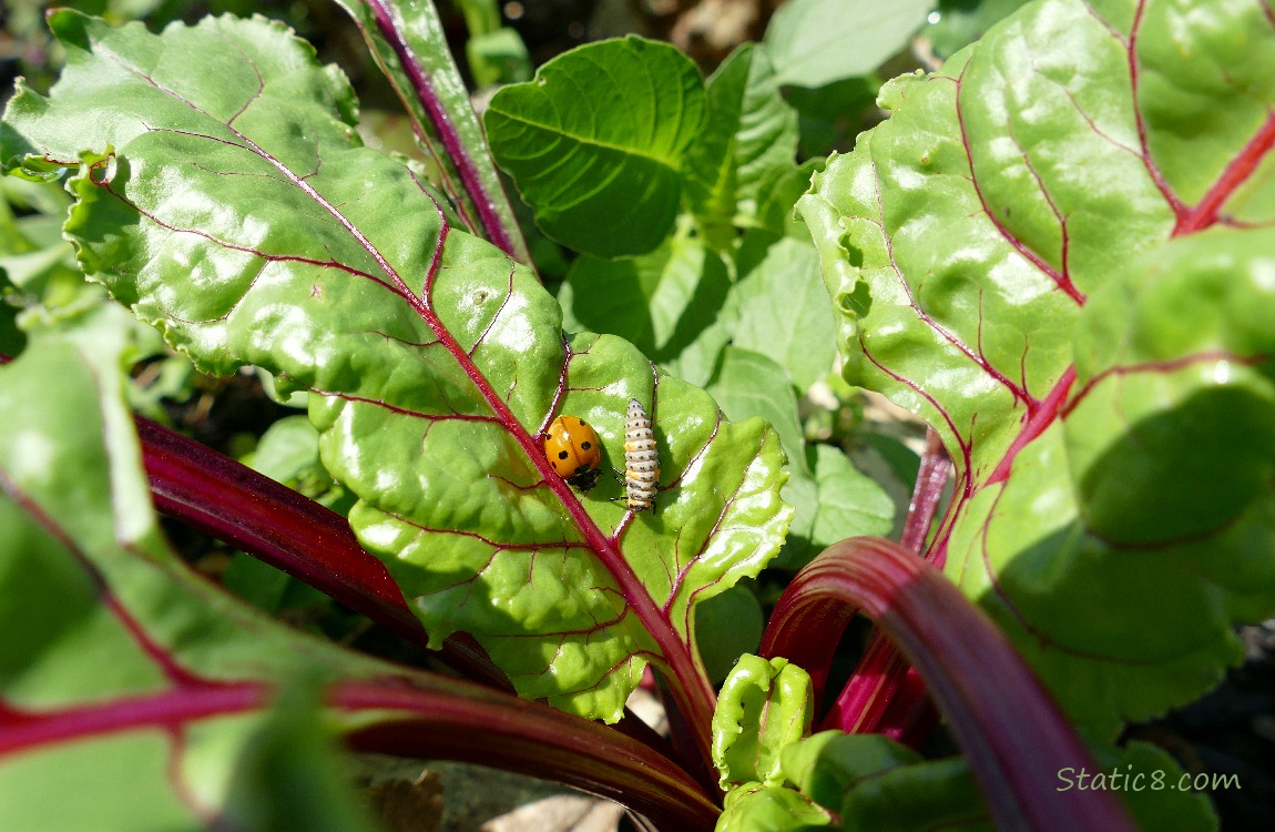 Beet leaves with a Ladybug and a ladybug larvae