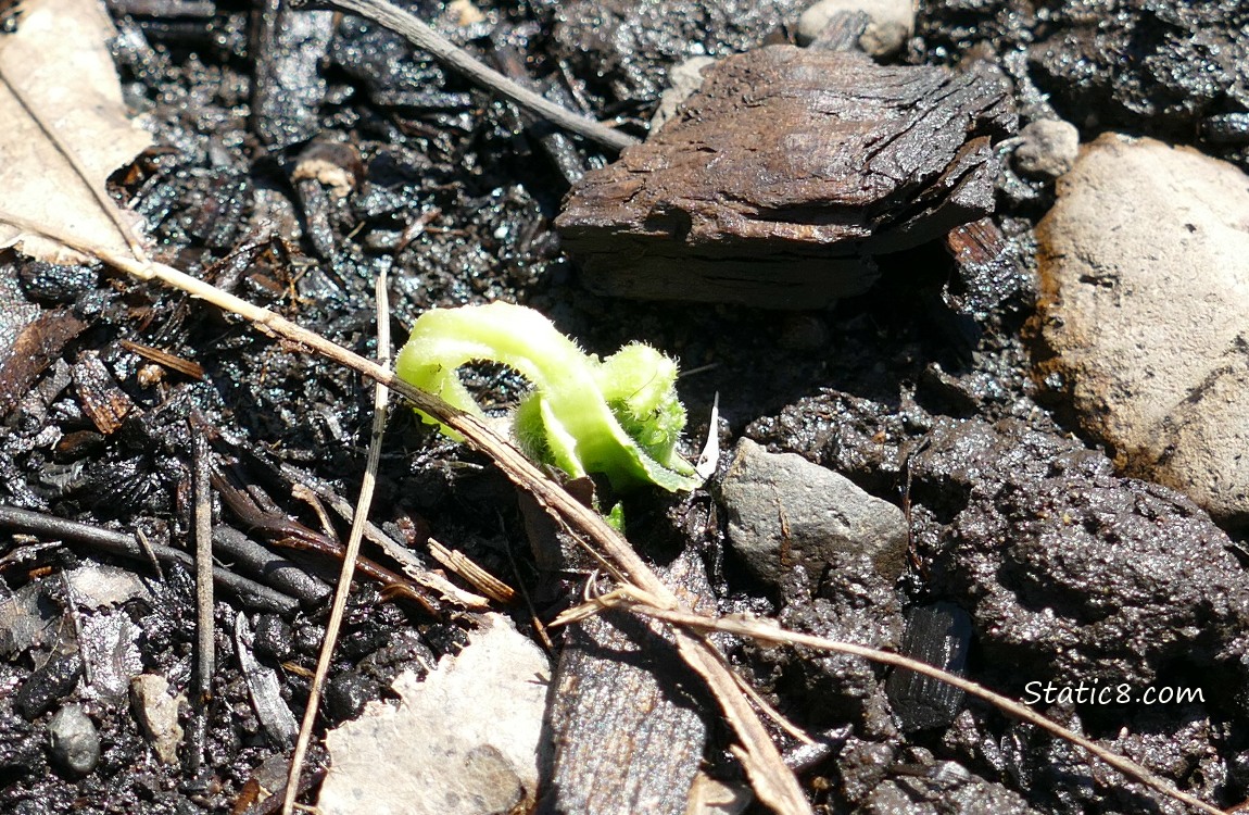 Cucumber seed germinating