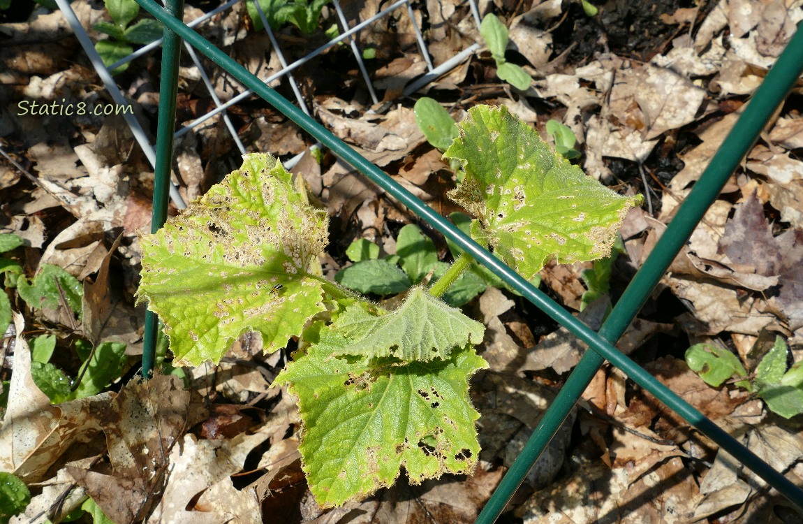 Cucumber plant with beetle damaged leaves