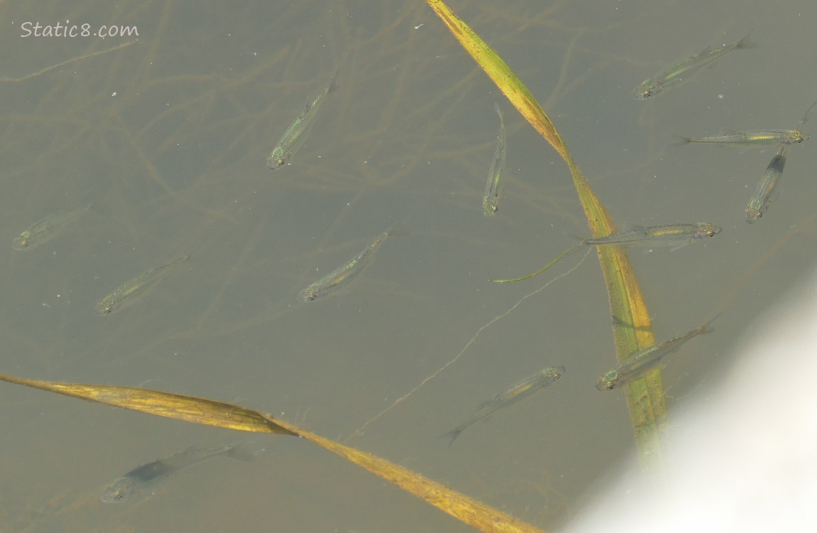 Minnows swimming in the water