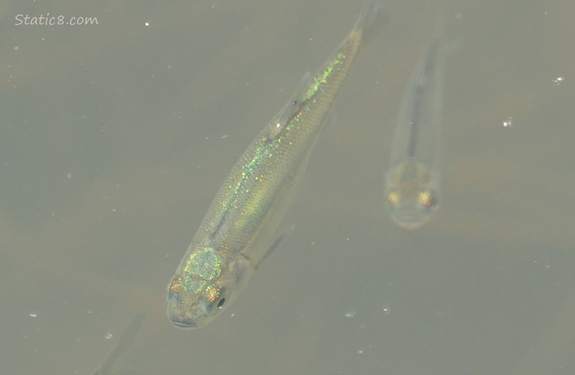 Minnows swimming in the water