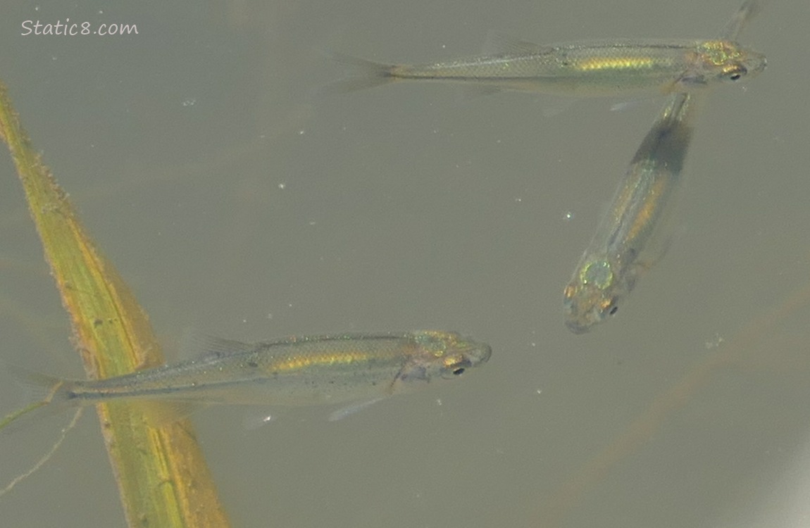 Minnows swimming in the water