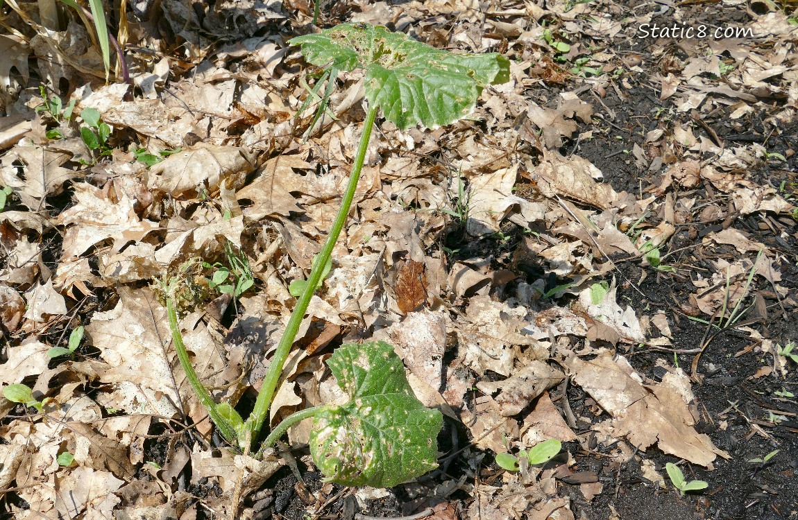 sickly squash plant