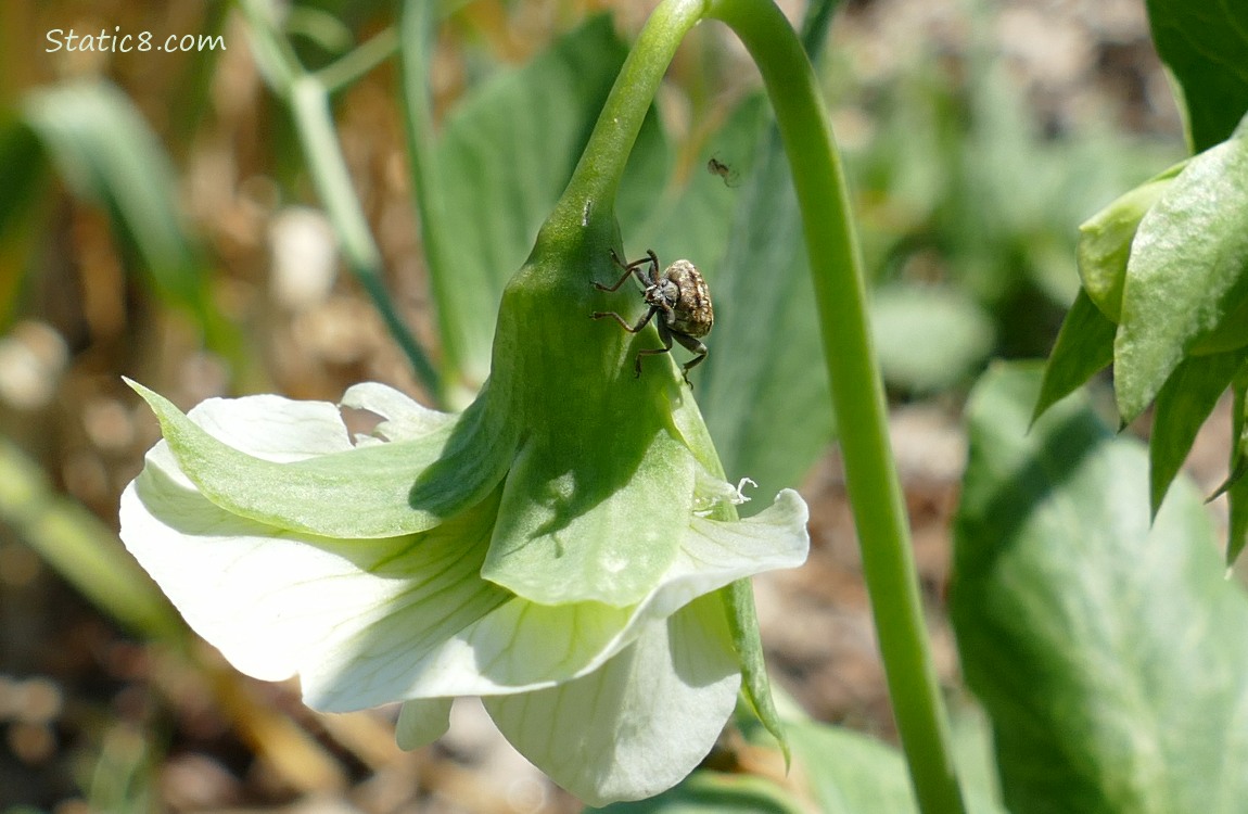 Bug on a Pea bloom