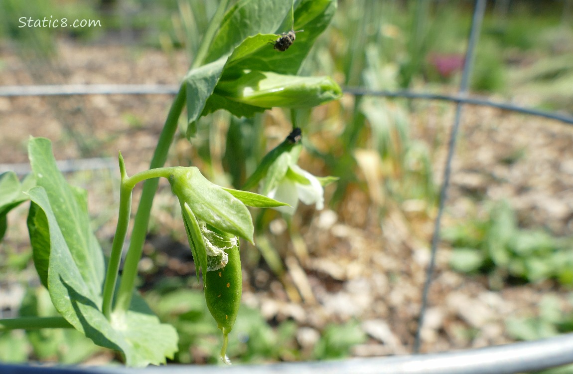 Pea bloom and pod growing on the plant