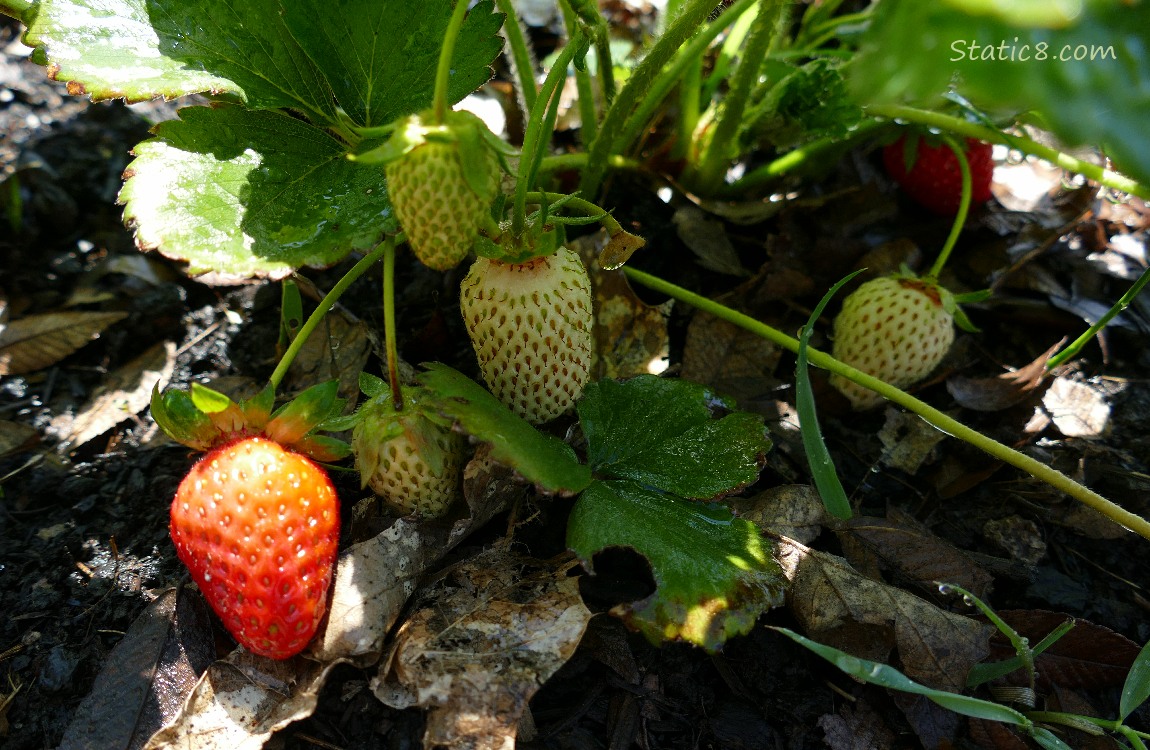 Strawberries ripening on the plant
