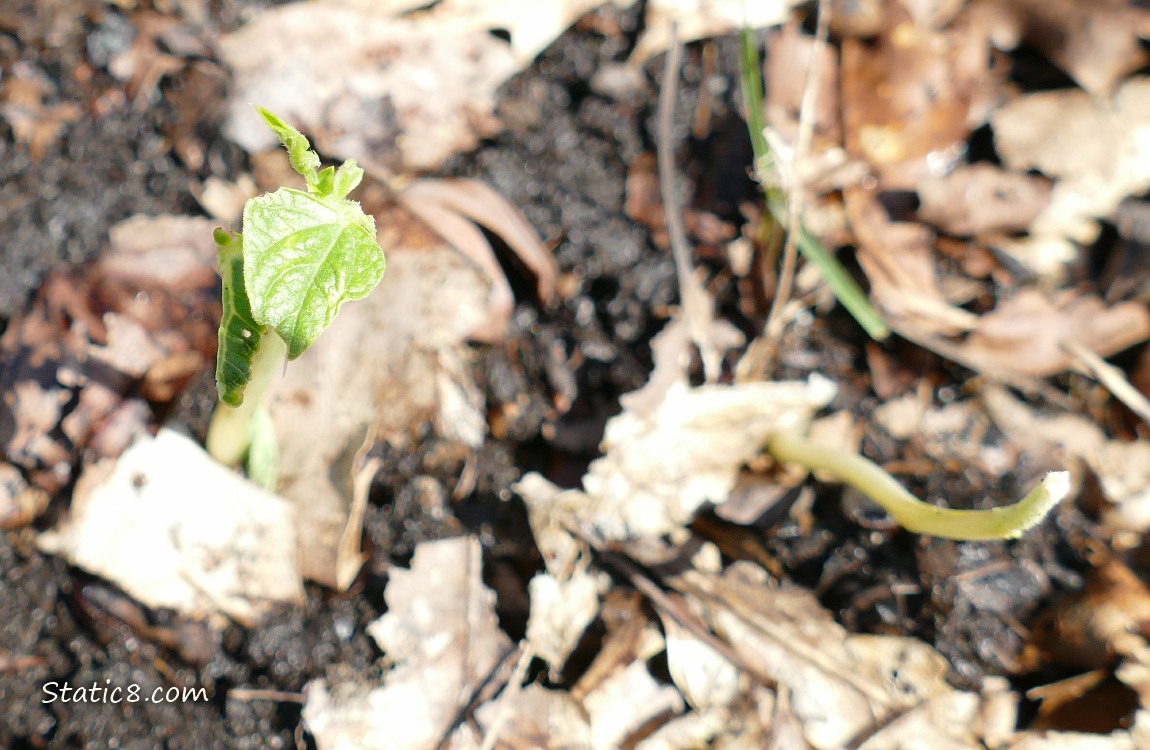 Bean seedling