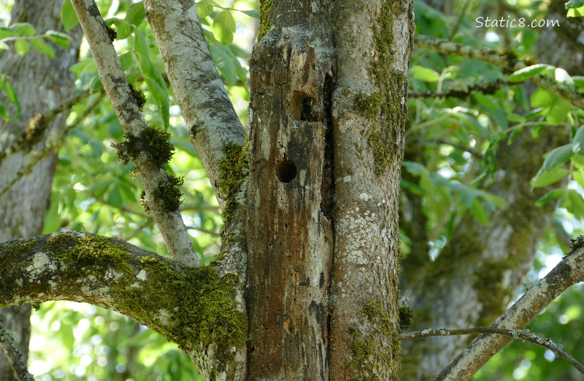 Woodpecker hole in a dead tree trunk