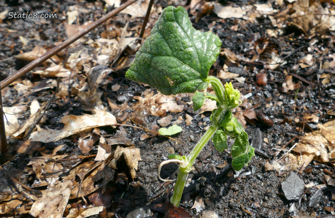 deformed Cucumber plant