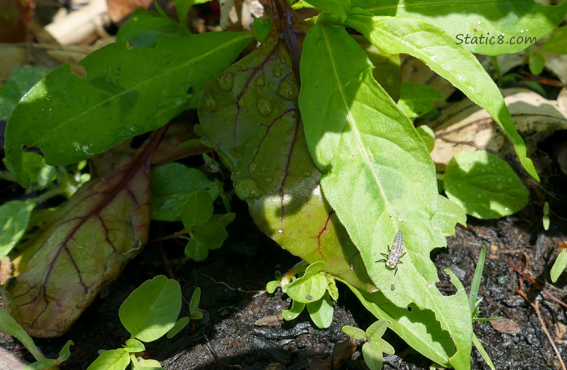 Beets and weeds and a Ladybug larvae
