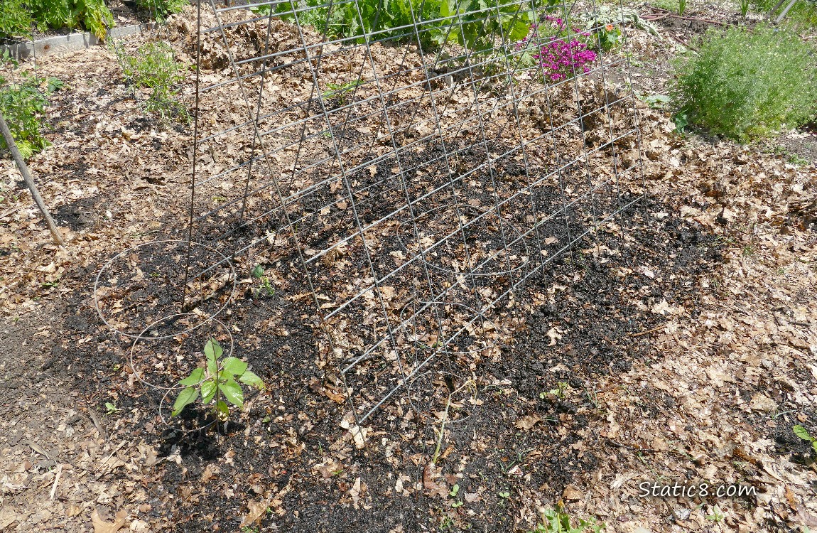 Big trellis in the garden