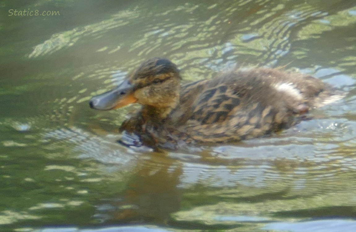 Mallard duckling paddling on the water