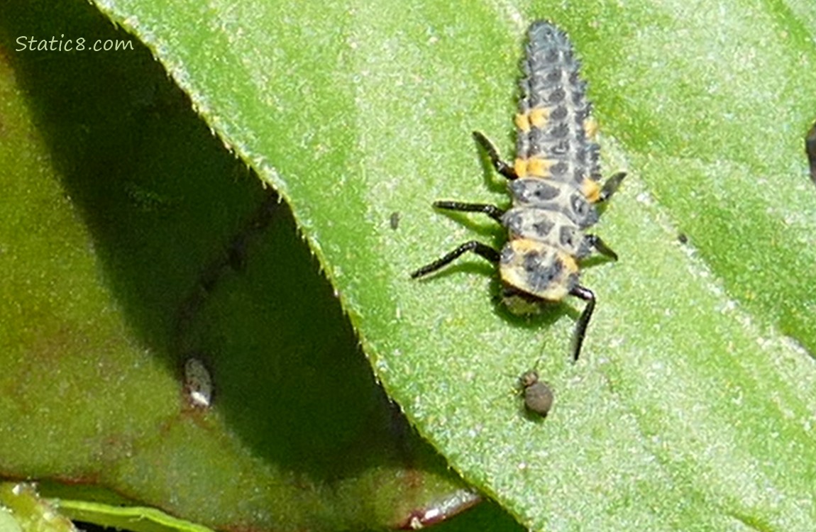 Ladybug larvae with another bug on a green leaf