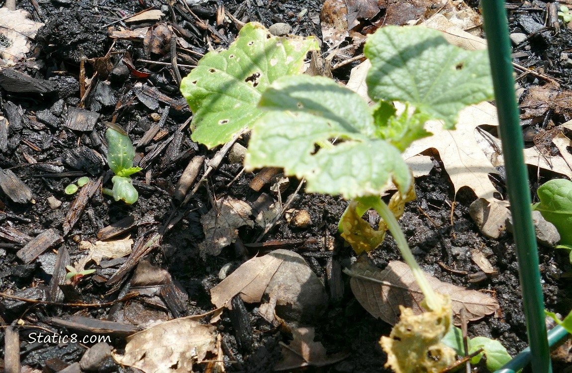 Cucumber plants growing