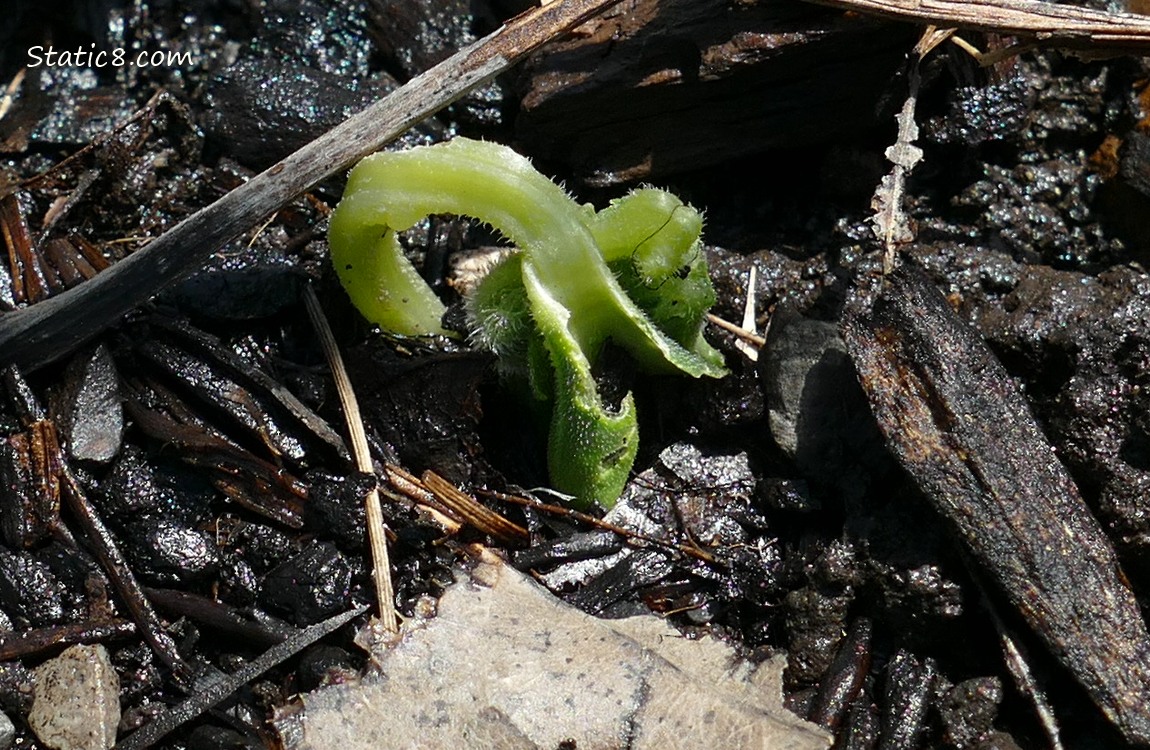 Cucumber seedling