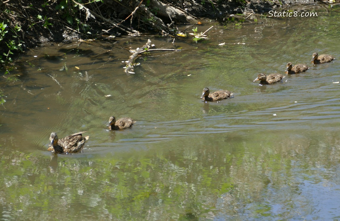 Mallards paddling on the water, all in a row