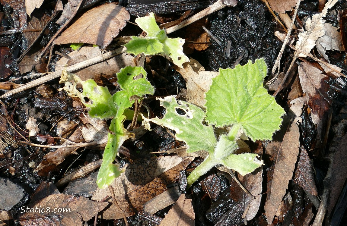 Munched Squash seedlings