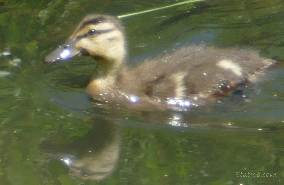 Duckling paddling on the water