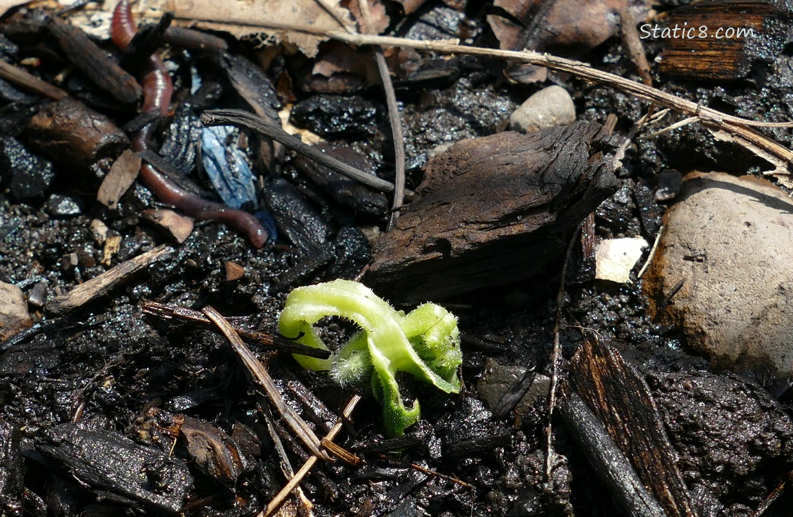 Cucmber seedling