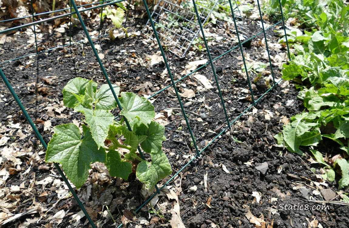 Cucumber plant growing under a wire trellis