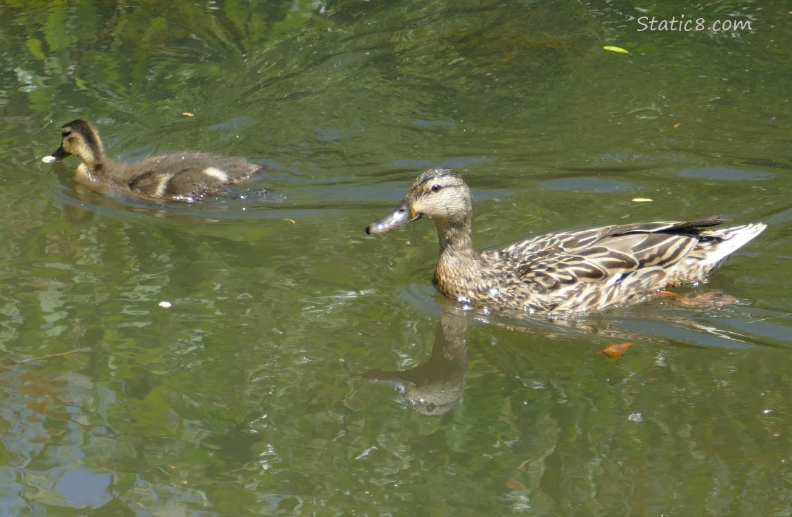 Mama Mallard and a duckling paddling on the water