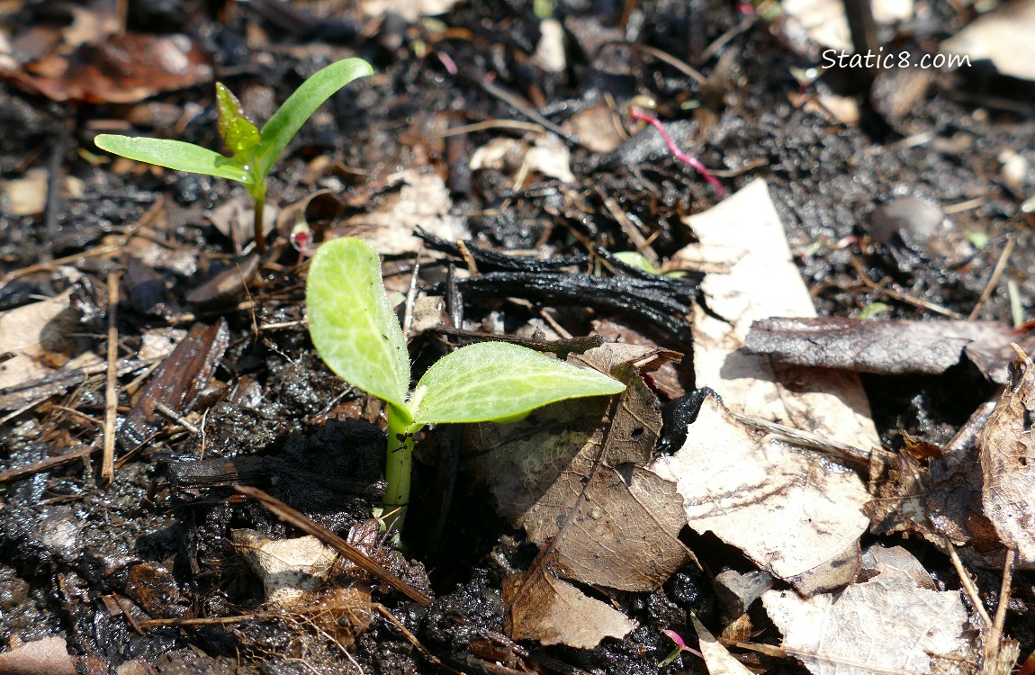 Squash seedling