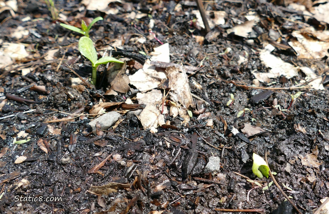 Squash seedlings germinating from the ground