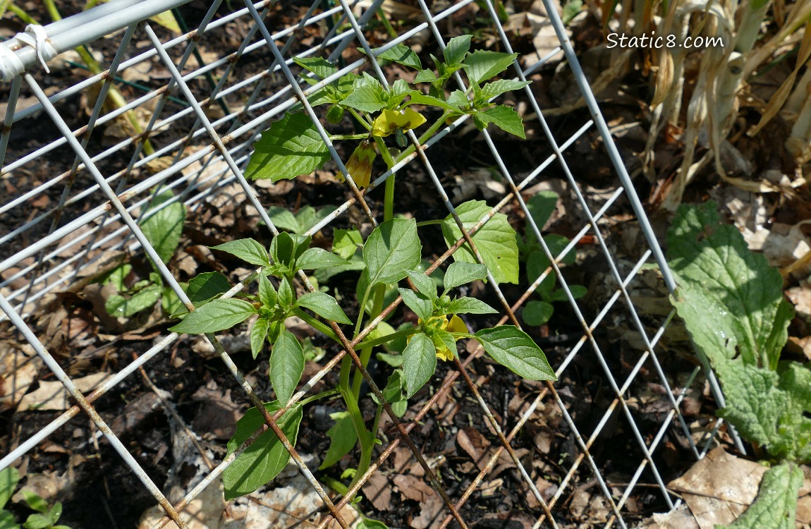 Tomatillo growing under a metal grid