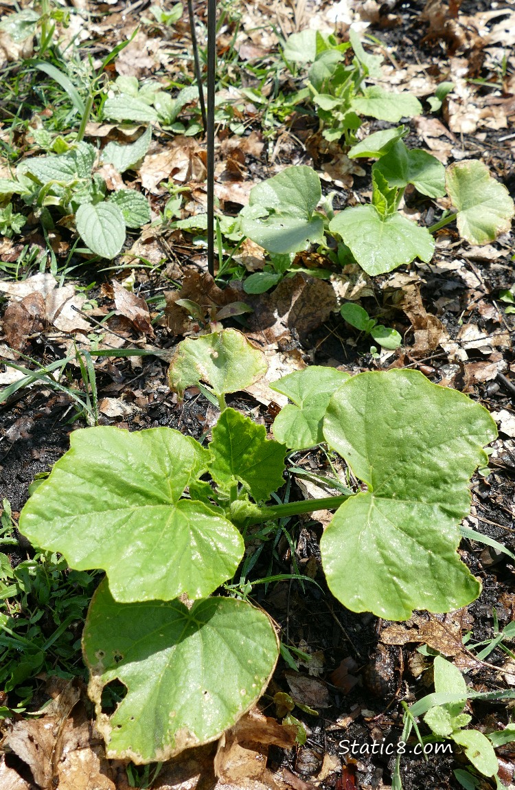 Squash plants growing in the ground